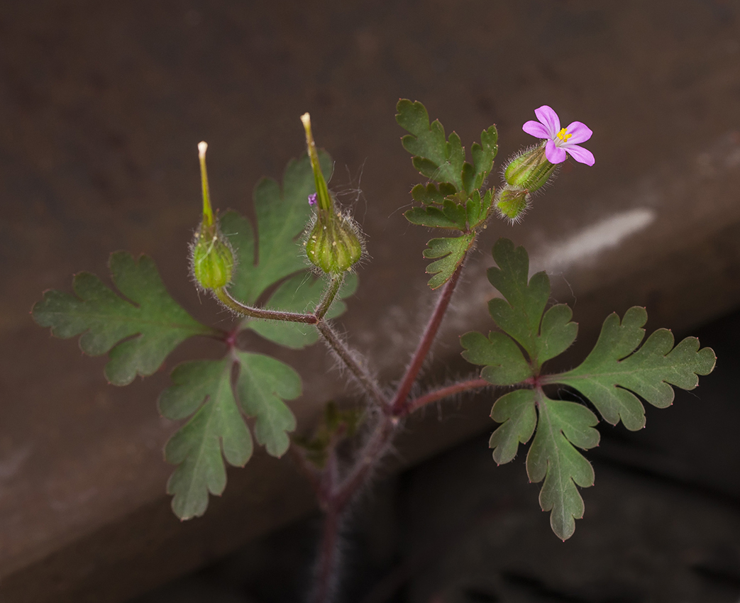 Image of Geranium purpureum specimen.