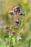 Origanum vulgare. Верхушка цветущего растения с кормящейся пчелой. Ленинградская обл., Гатчинский р-н, окр. пос. Пудость, закустаренный разнотравный луг на месте заброшенного травертинового карьера. 29.06.2019.