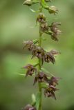 Epipactis helleborine. Средняя часть соцветия. Челябинская обл., Саткинский р-н, склон хребта Москаль (г. Большая Калагаза), в берёзово-пихтовом лесу. 09.08.2019.