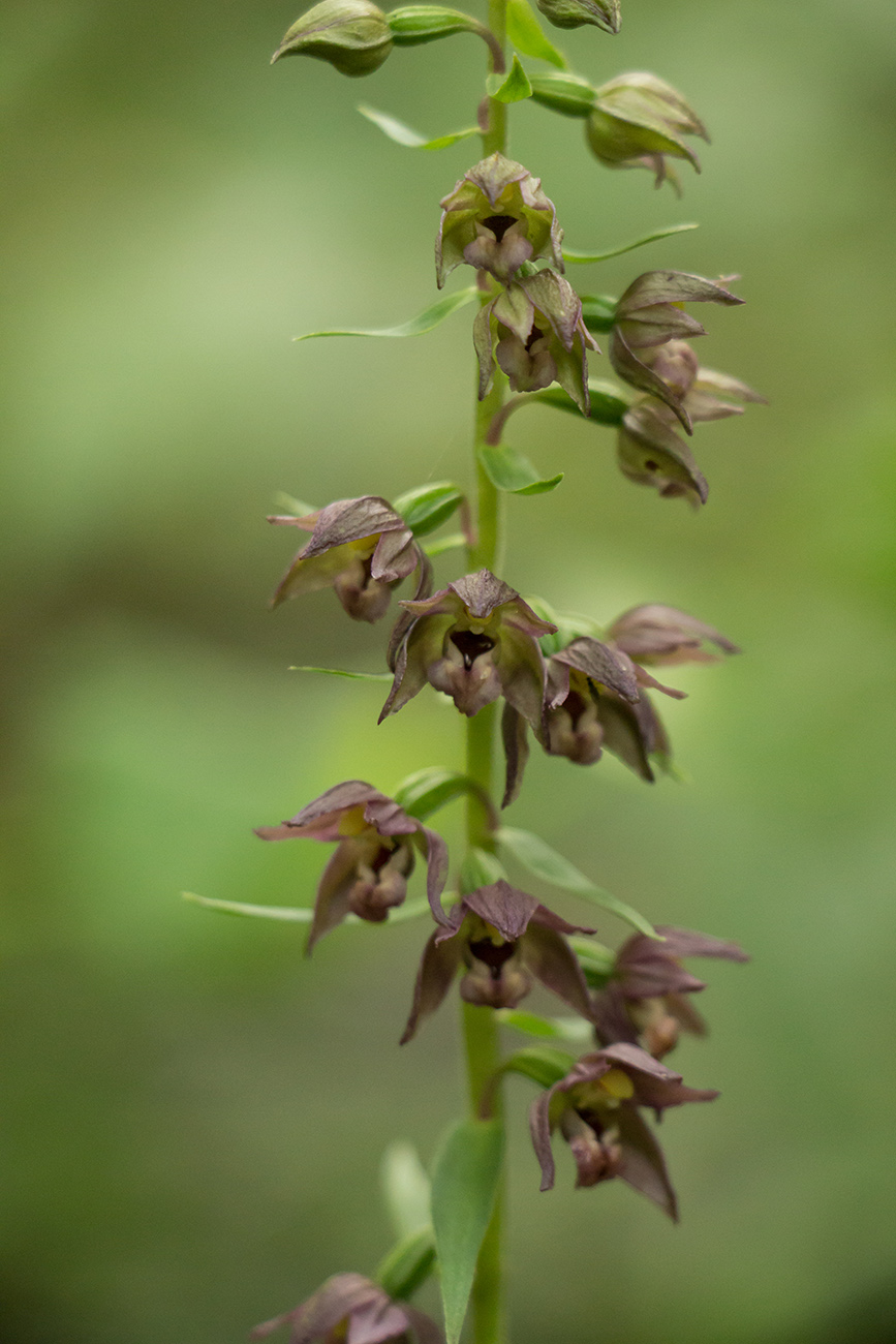 Image of Epipactis helleborine specimen.