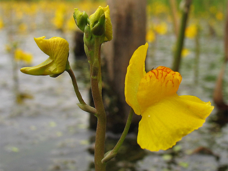 Изображение особи Utricularia australis.