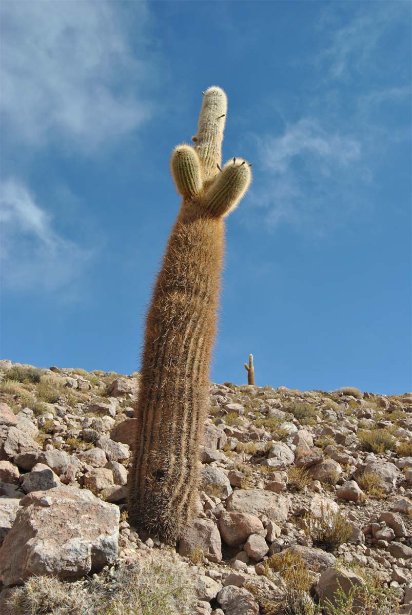 Изображение особи Trichocereus atacamensis.