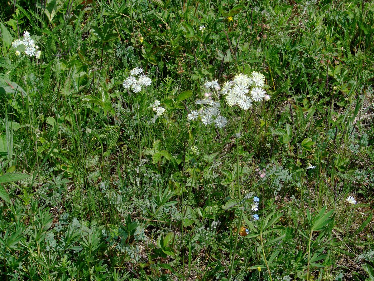 Изображение особи Thalictrum petaloideum.