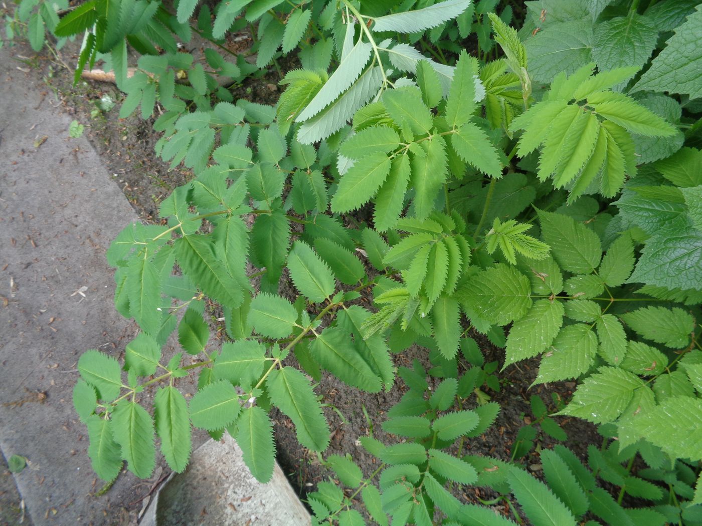 Image of genus Sanguisorba specimen.