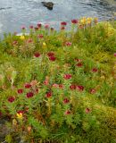 Rhodiola algida