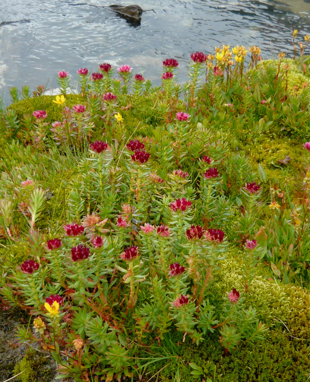 Изображение особи Rhodiola algida.