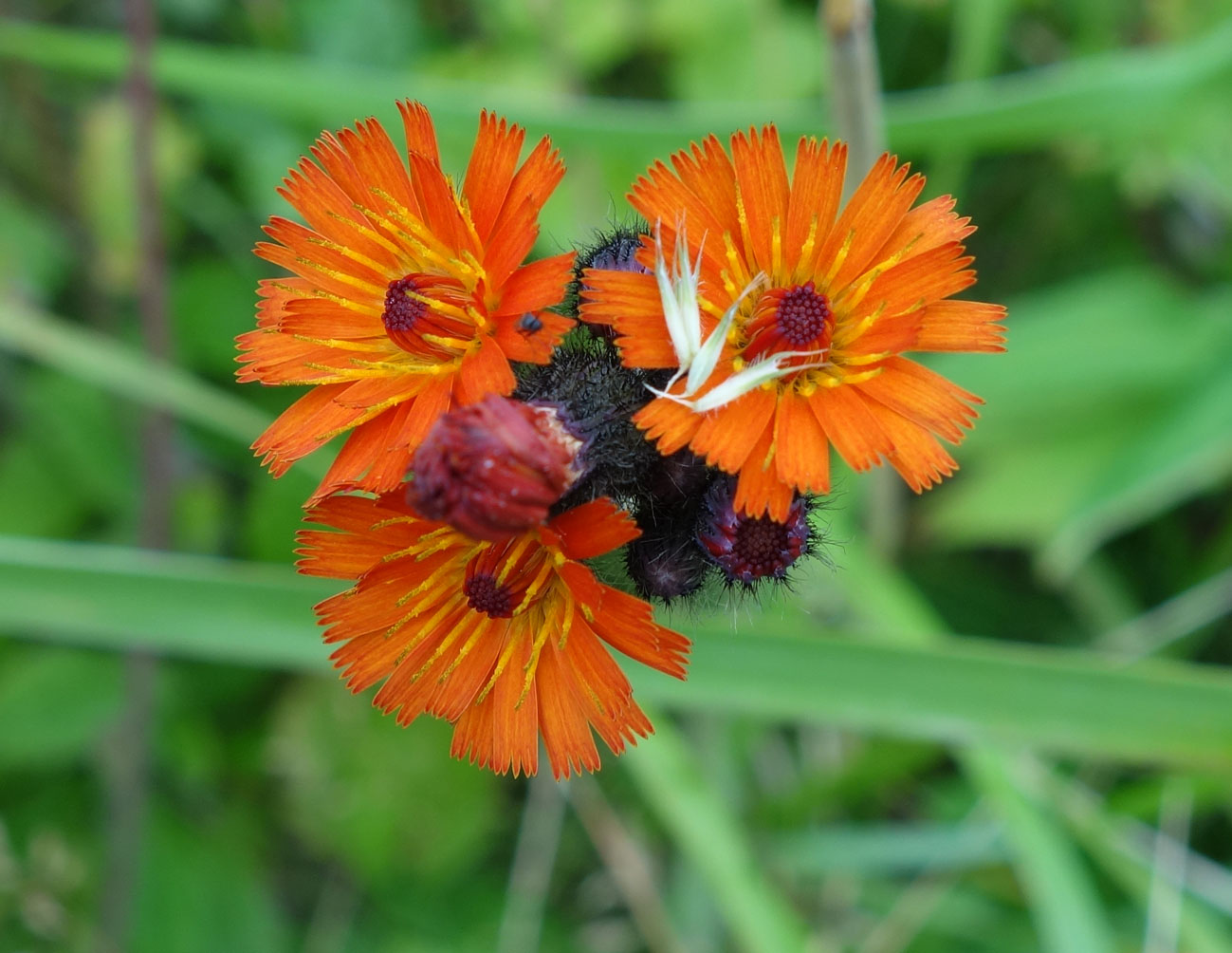 Изображение особи Pilosella aurantiaca.