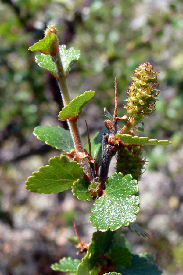 Image of Betula nana specimen.