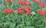 Achillea millefolium