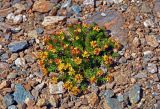 Rhodiola quadrifida