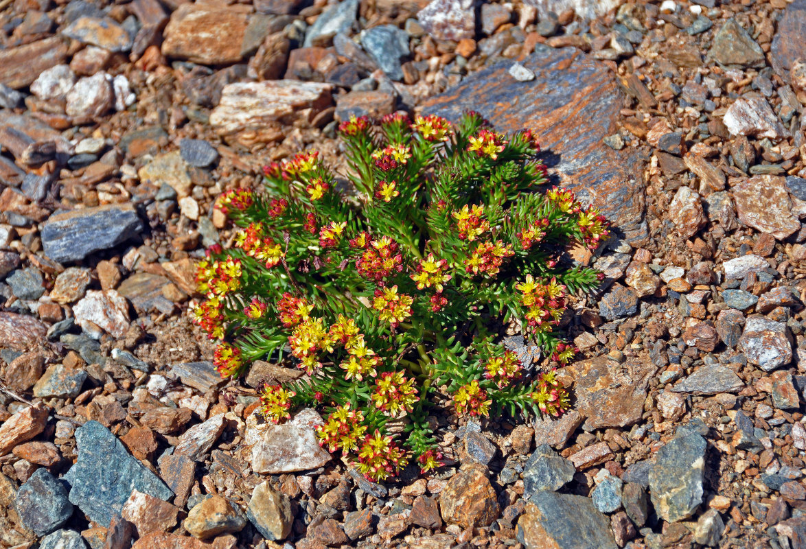 Image of Rhodiola quadrifida specimen.