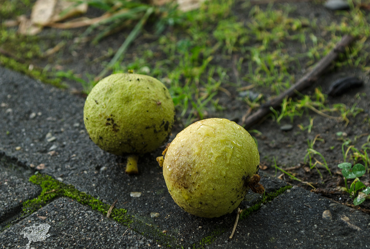 Image of Juglans nigra specimen.