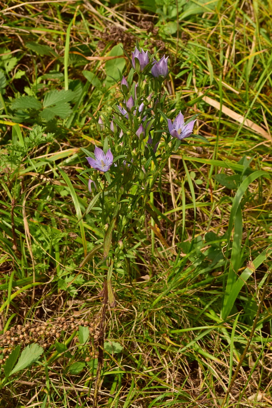 Image of Ophelia diluta specimen.