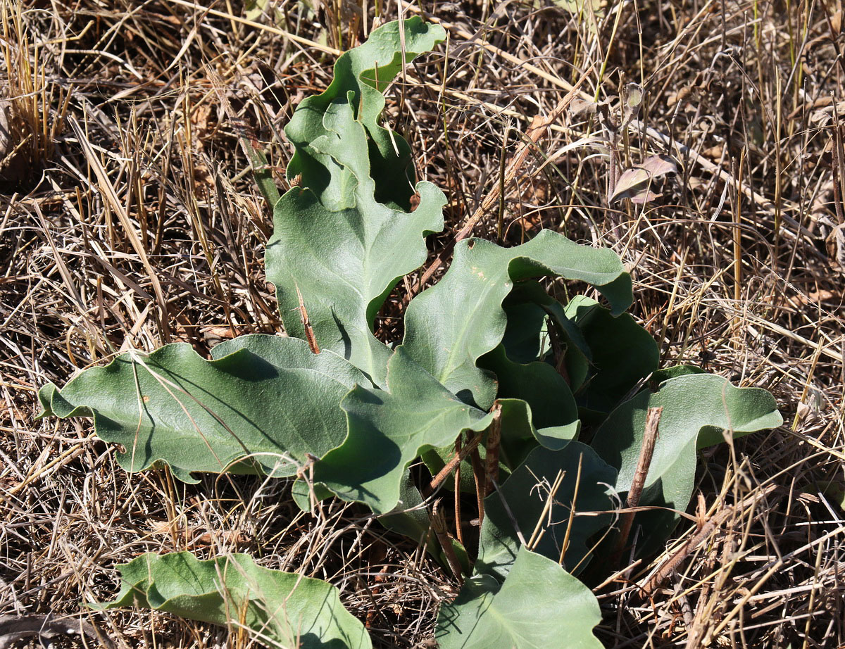 Image of Limonium coriarium specimen.