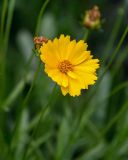 Coreopsis grandiflora