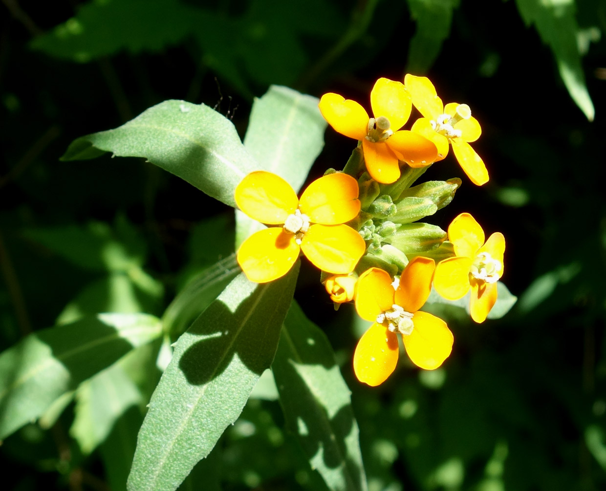 Изображение особи Erysimum croceum.