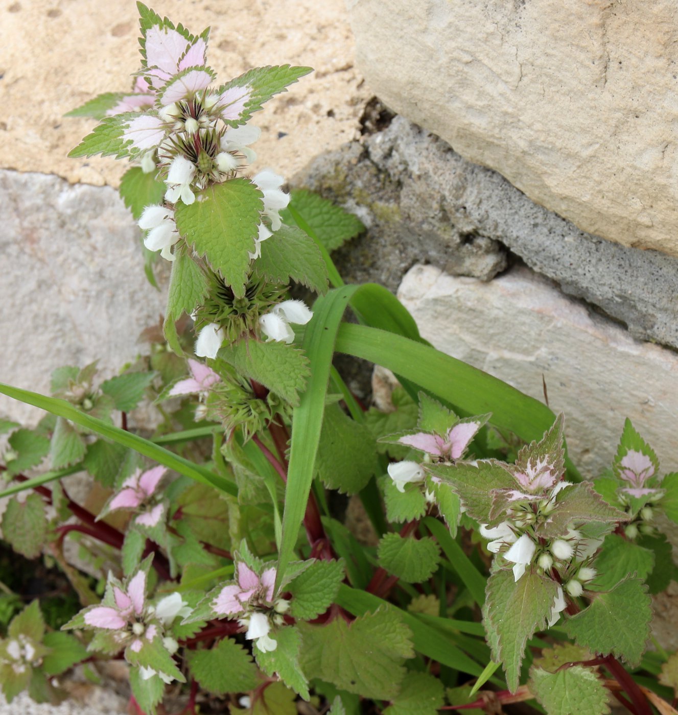 Image of Lamium moschatum specimen.