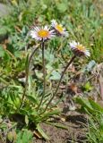 Erigeron lachnocephalus