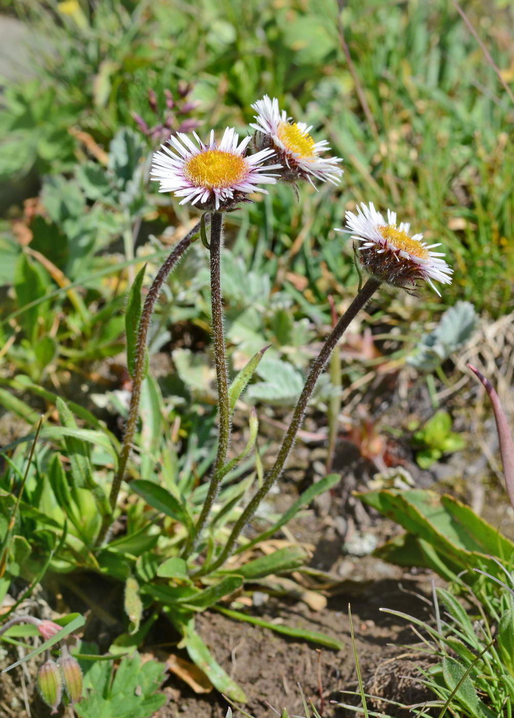 Изображение особи Erigeron lachnocephalus.