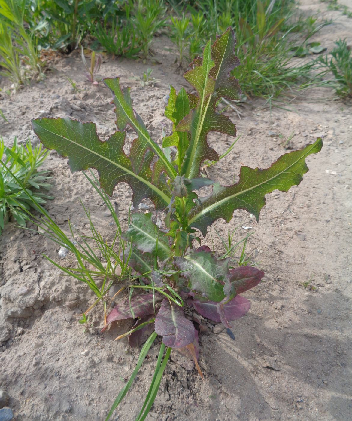 Image of Lactuca serriola specimen.