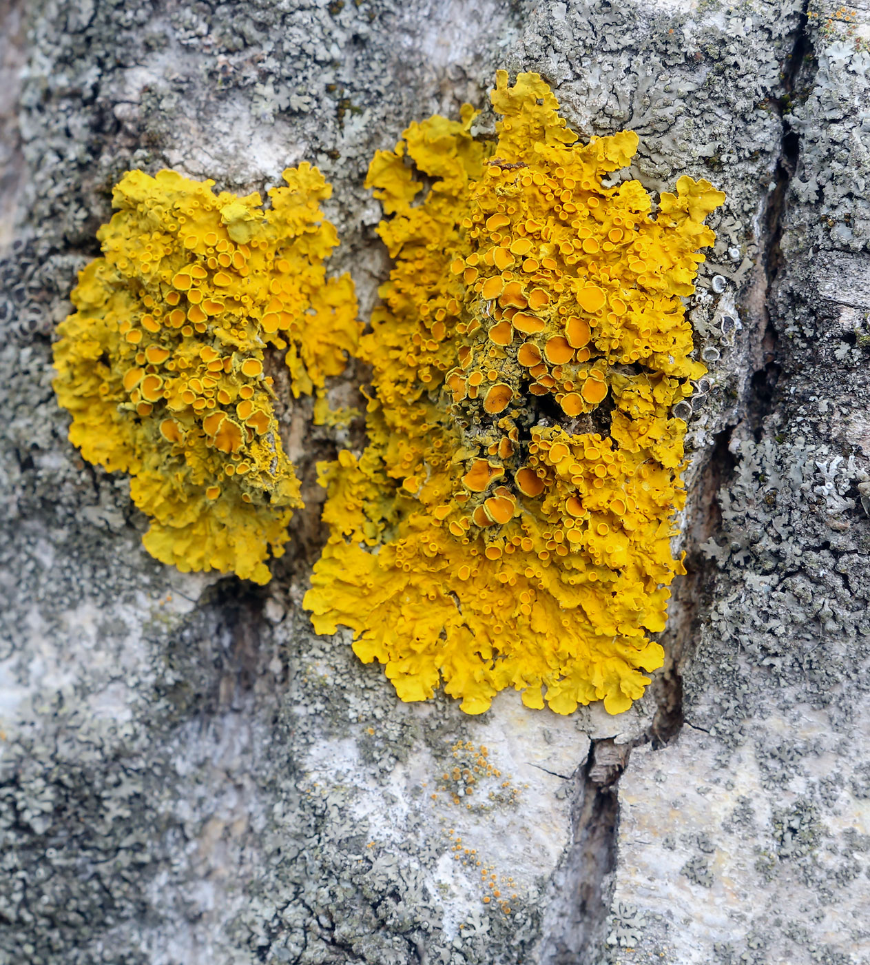 Изображение особи Xanthoria parietina.