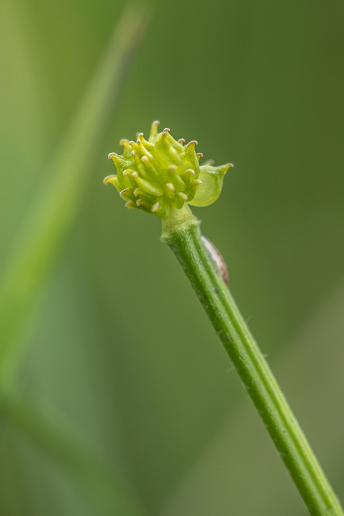 Изображение особи Ranunculus repens.