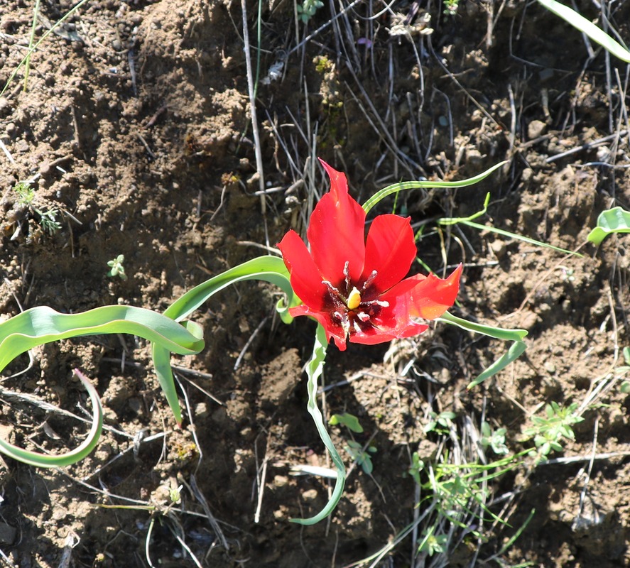 Изображение особи Tulipa florenskyi.