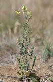 Sisymbrium altissimum. Цветущее растение. Крым, Керченский п-ов, окр. с. Бондаренково, степь. 25 мая 2020 г.