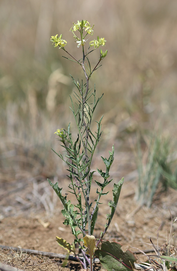 Image of Sisymbrium altissimum specimen.