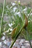 Astragalus pseudomacropterus