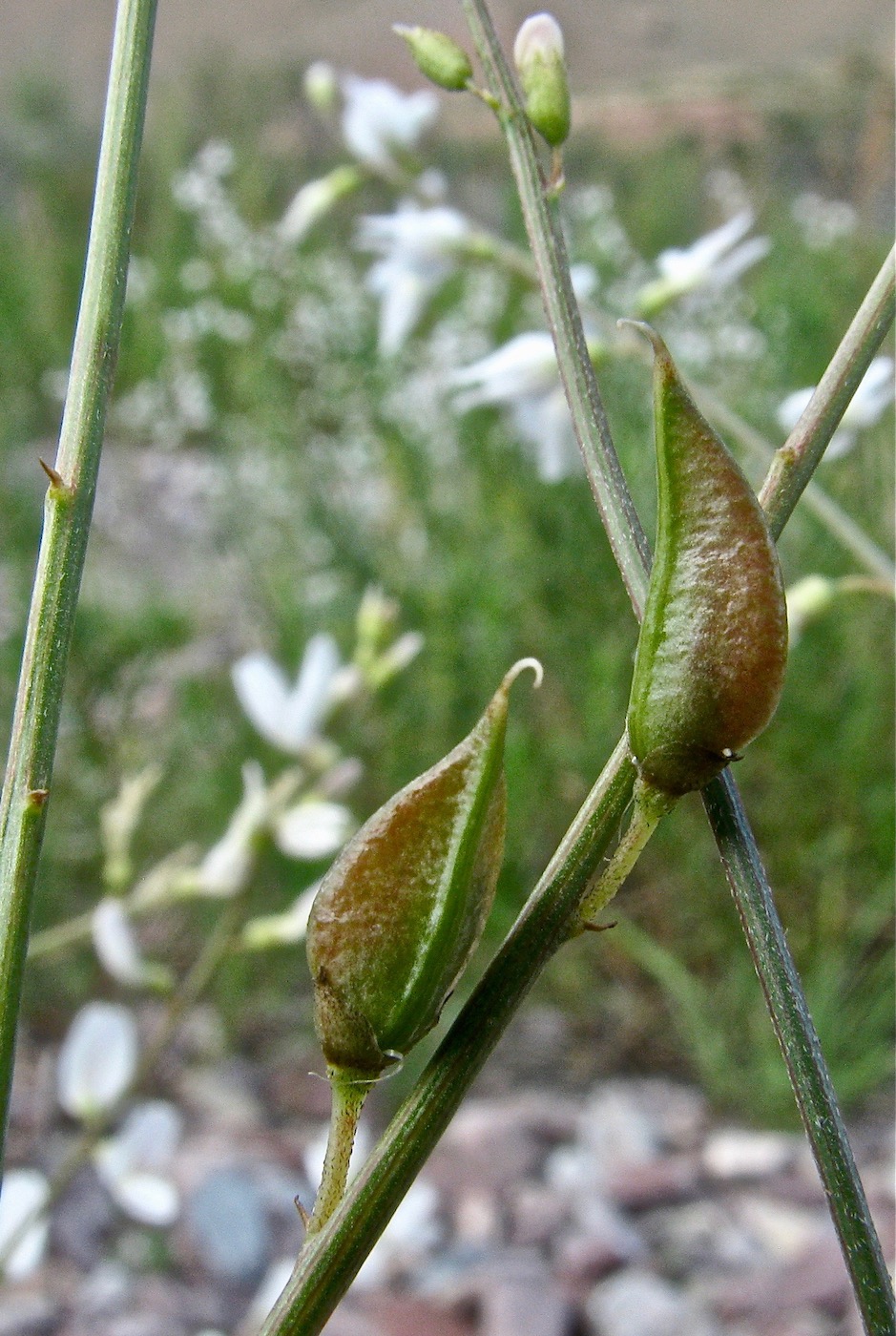 Изображение особи Astragalus pseudomacropterus.