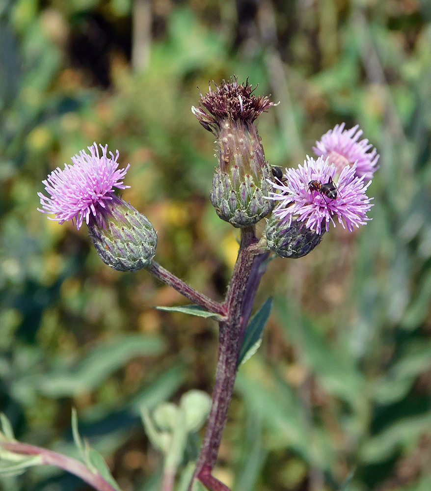 Image of Cirsium arvense specimen.