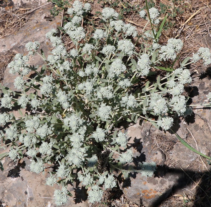 Изображение особи Teucrium capitatum.