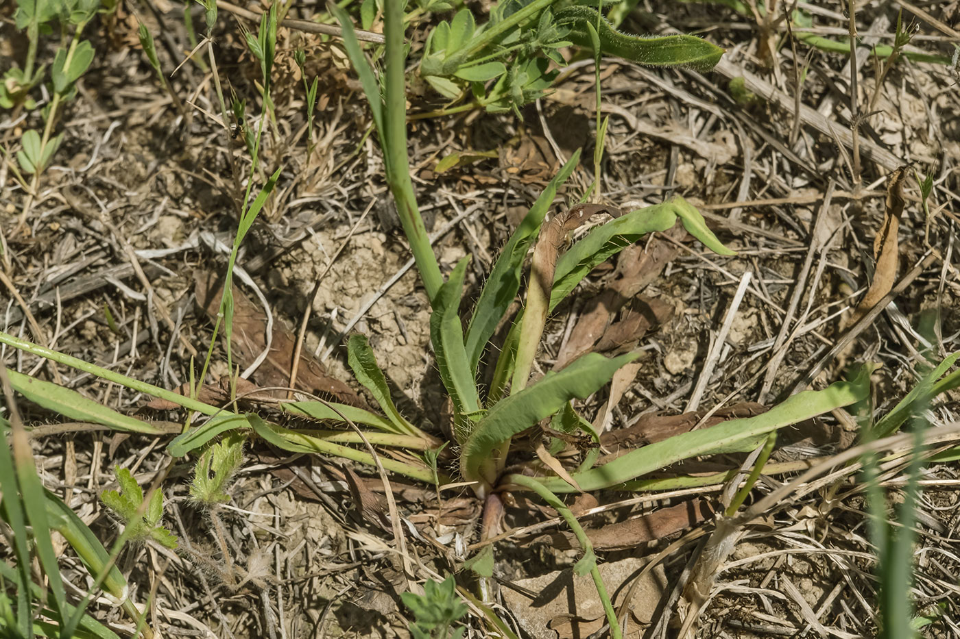 Image of genus Pilosella specimen.