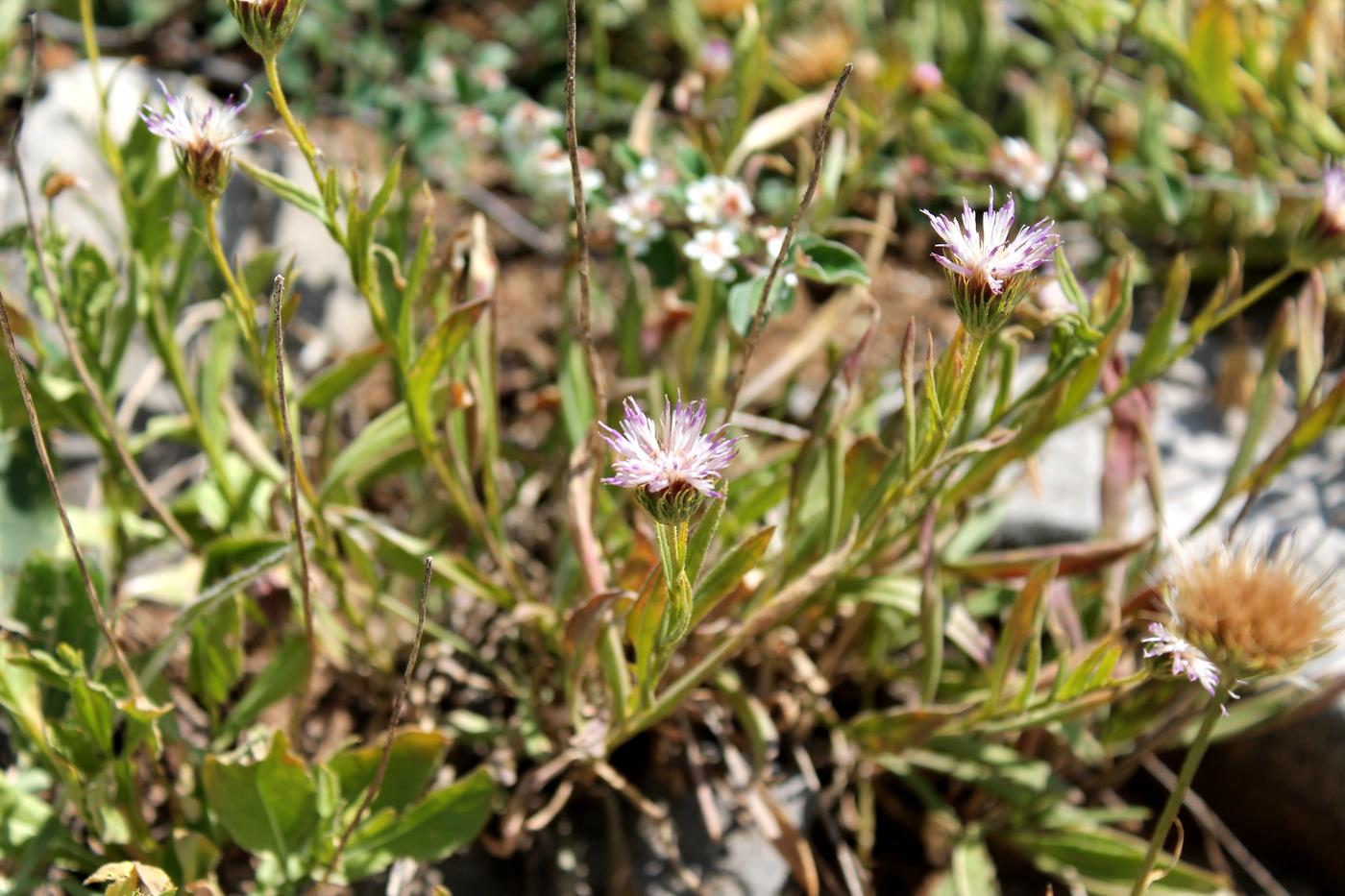 Image of Jurinea capusii specimen.