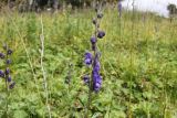 Aconitum glandulosum. Верхушка цветущего растения. Республика Алтай, Онгудайский р-н, Семинский перевал, ≈ 1700 м н. у. м., луг перед опушкой кедрового леса. 27.07.2020.