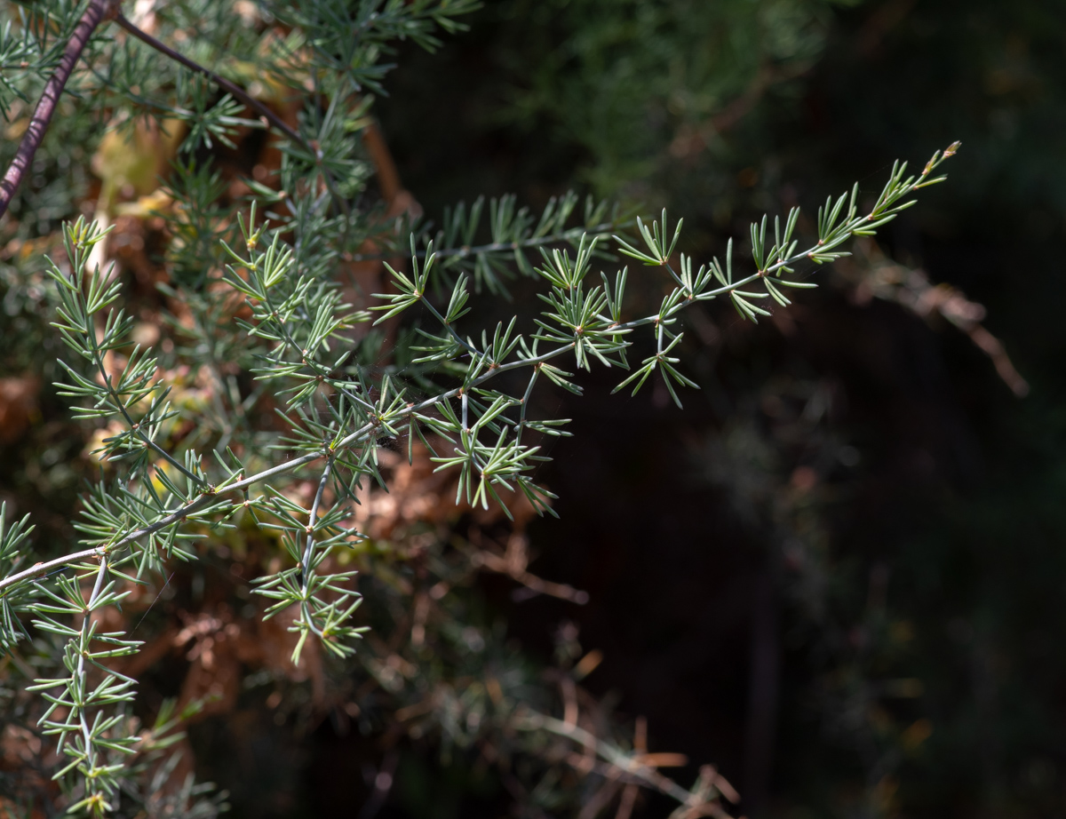 Изображение особи Asparagus nesiotes ssp. purpureiensis.