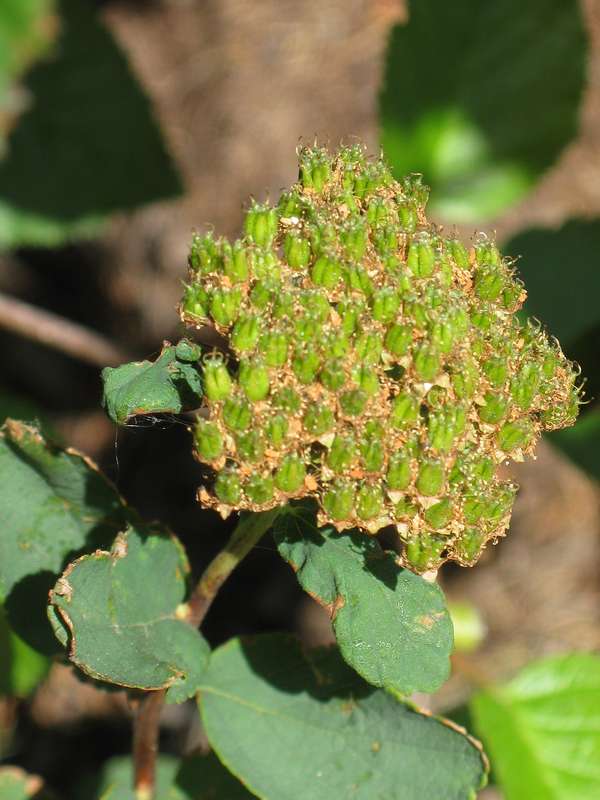 Изображение особи Spiraea beauverdiana.