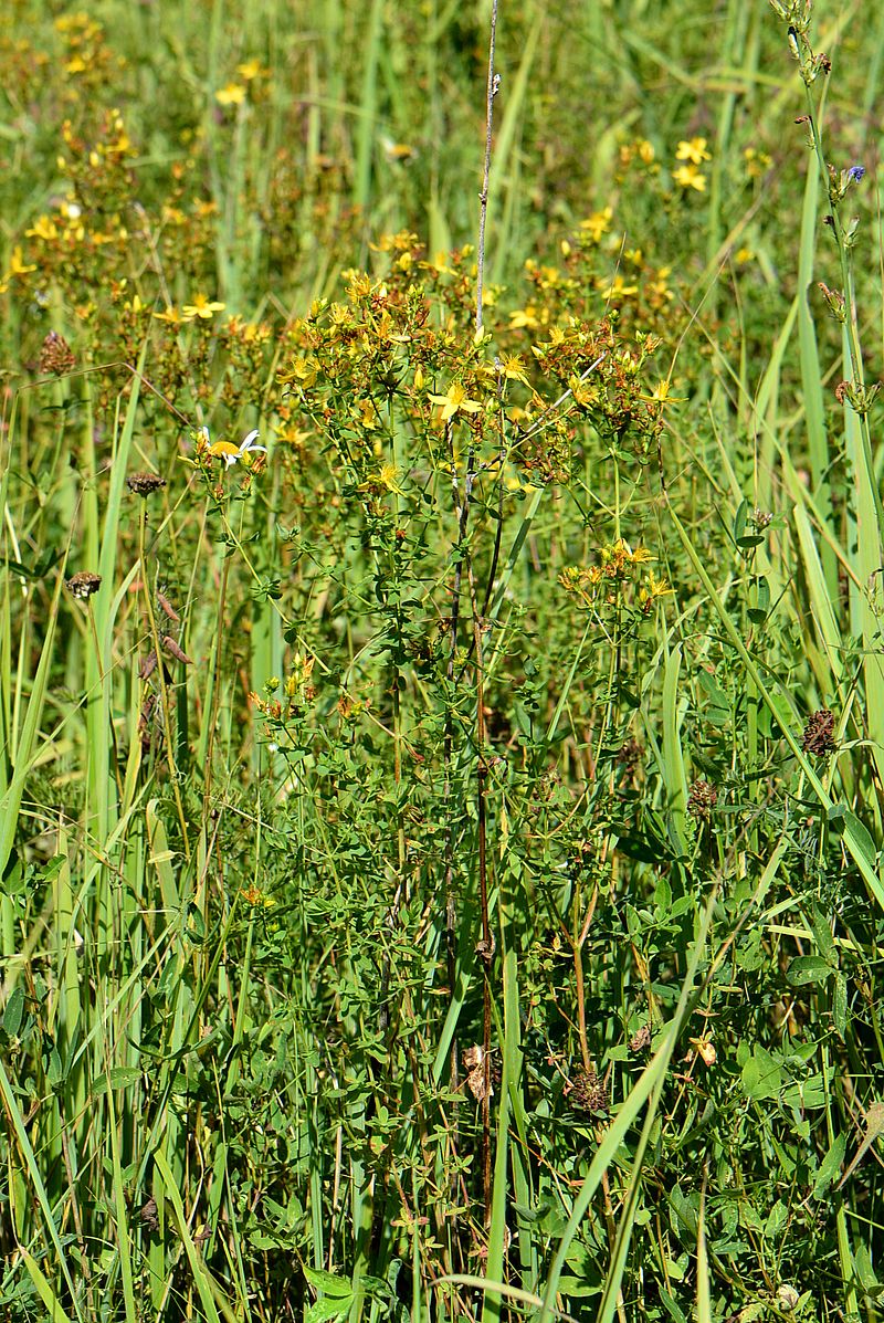 Image of Hypericum perforatum specimen.