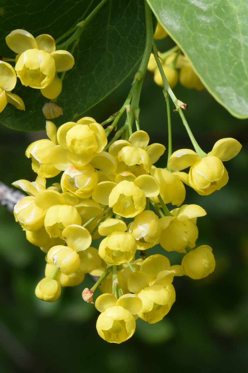 Image of Berberis integerrima specimen.