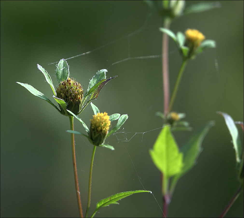 Изображение особи Bidens frondosa.