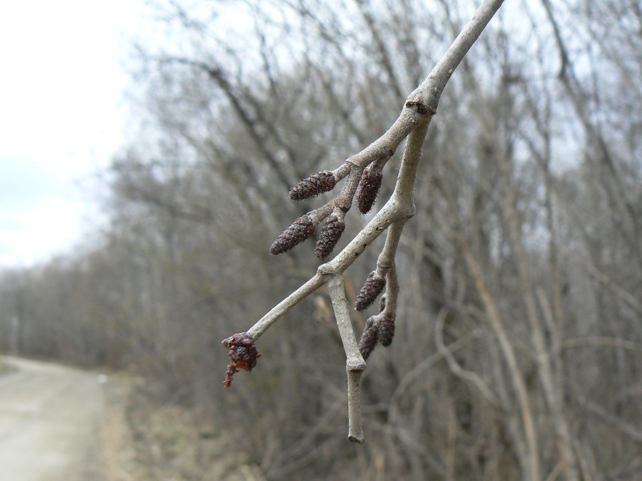 Изображение особи Alnus hirsuta.