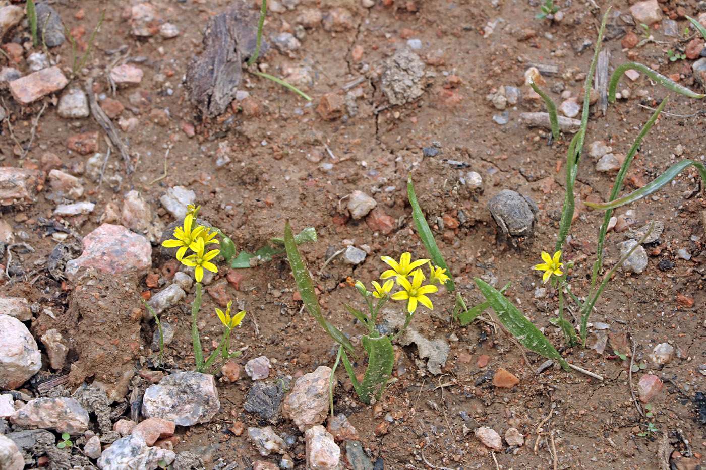 Image of Gagea dschungarica specimen.