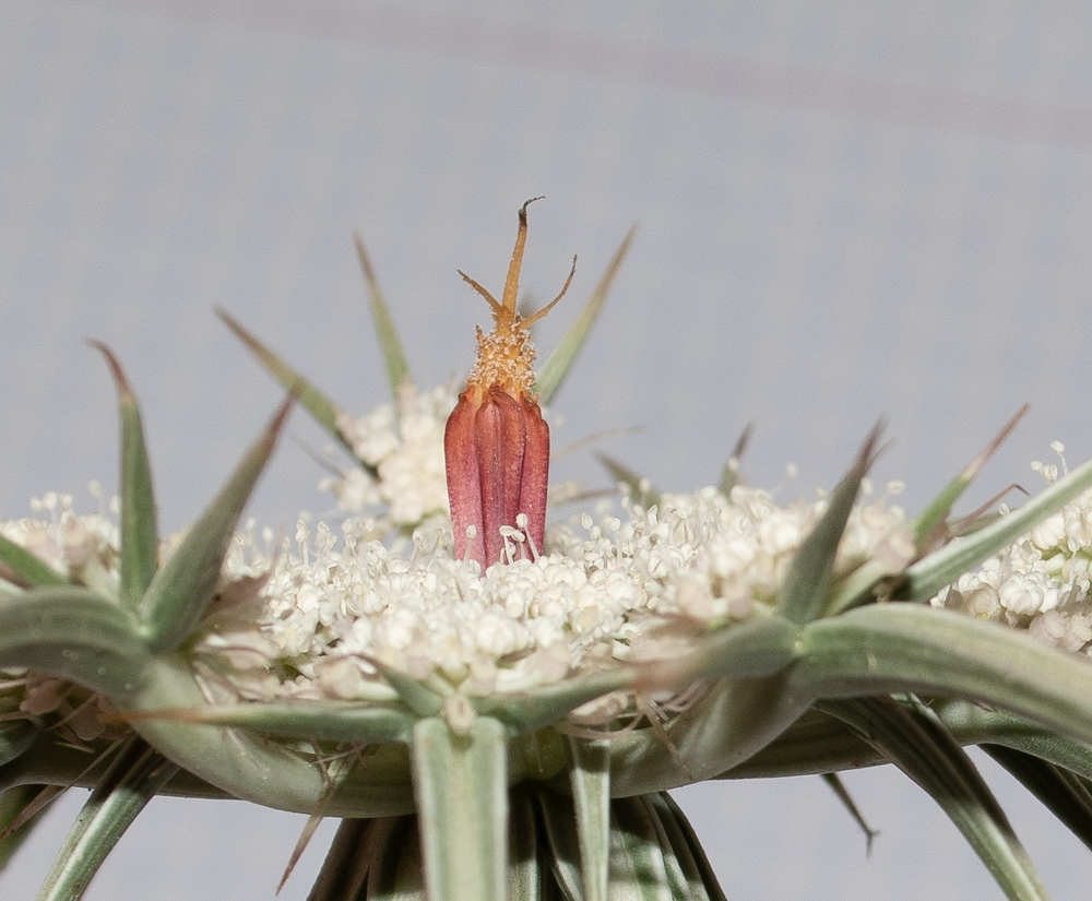 Изображение особи Exoacantha heterophylla.