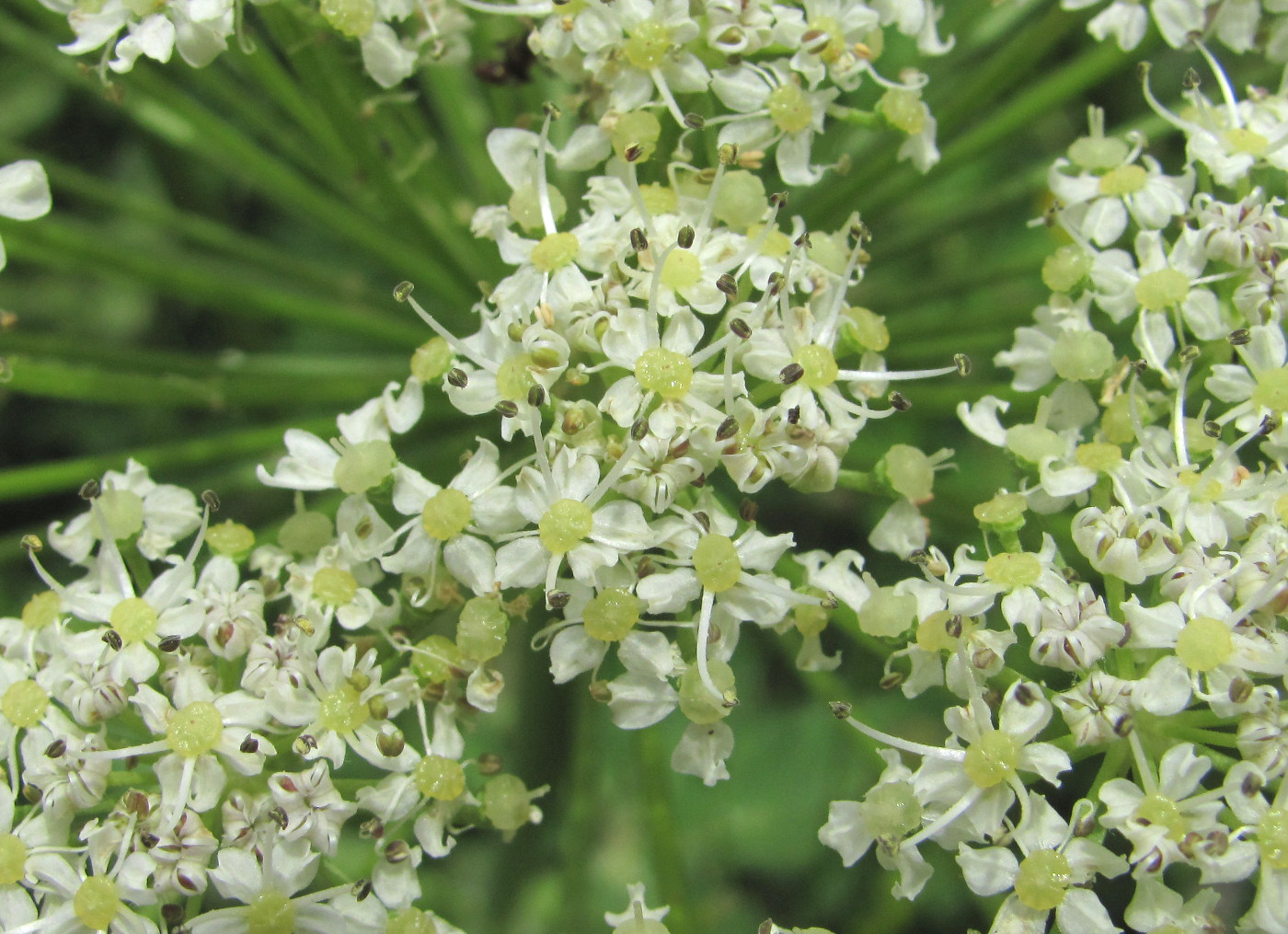 Изображение особи Heracleum leskovii.