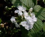 Dianthus barbatus