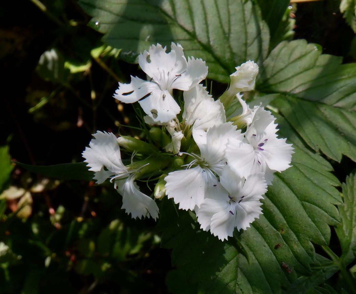 Изображение особи Dianthus barbatus.