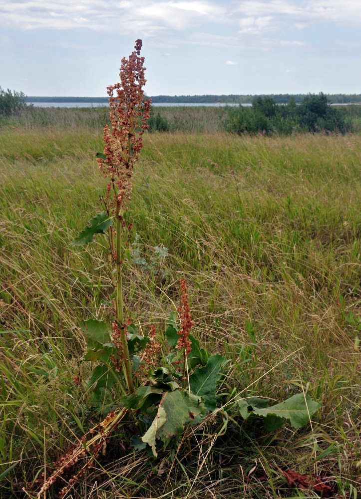 Изображение особи Rumex confertus.