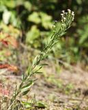 Erigeron manshuricus