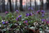 Pulmonaria obscura. Верхушки цветущих побегов на закате солнца. Тульская обл., окр. пос. Дубна, лиственный лес Просек. 20.04.2014.